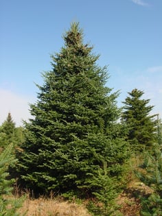 Balsam Fir