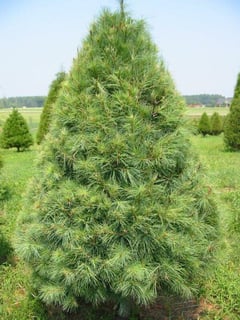 White Pine